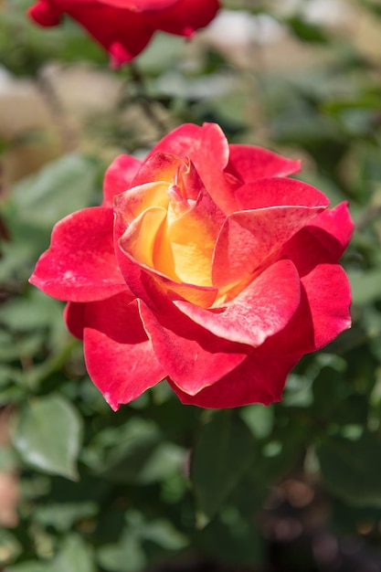 Fleur rose de couleur rouge qui fleurit en été