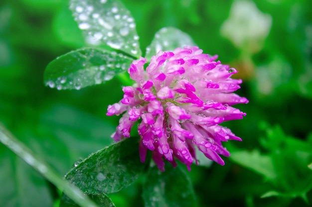 Fleur rose dans le jardin avec des gouttes de rosée