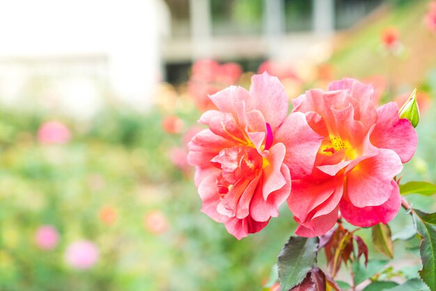 fleur rose dans le jardin