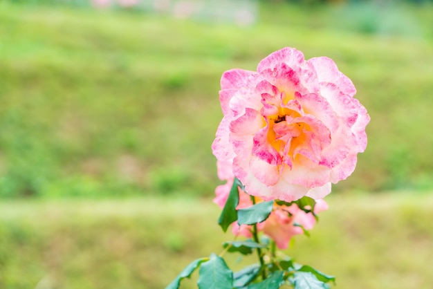 fleur rose dans le jardin