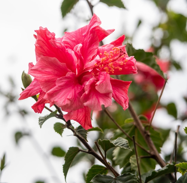 Photo fleur rose dans le jardin