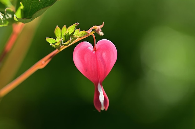 Fleur rose dans le jardin