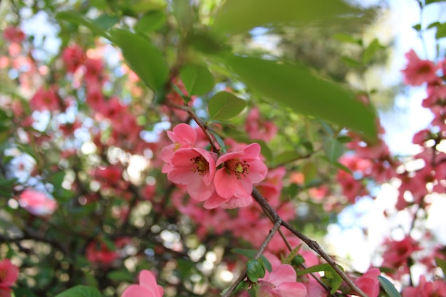 Une fleur rose dans le jardin