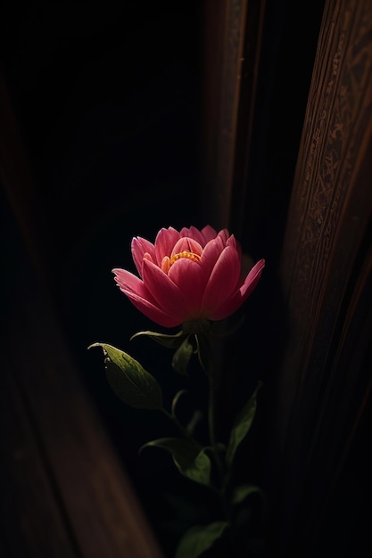 Une fleur rose dans une pièce sombre