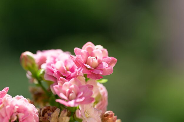 Photo une fleur rose dans un pot avec un fond vert