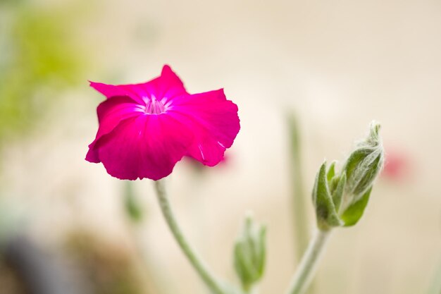 Une fleur rose dans un pot