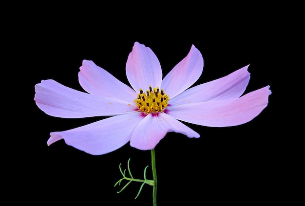 Fleur rose du cosmos isolé