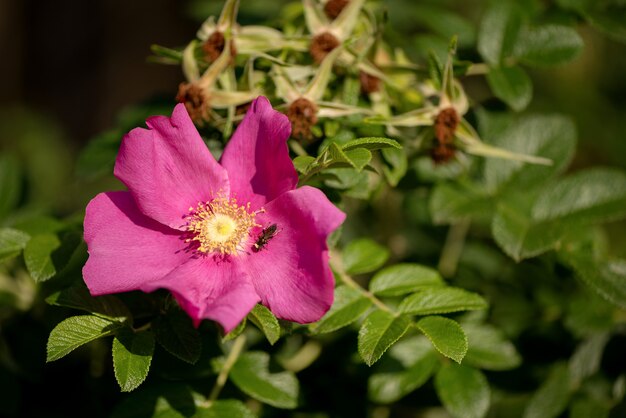 Fleur rose d'églantier sauvage avec petit insecte assis sur pétale sur fond de feuilles vertes