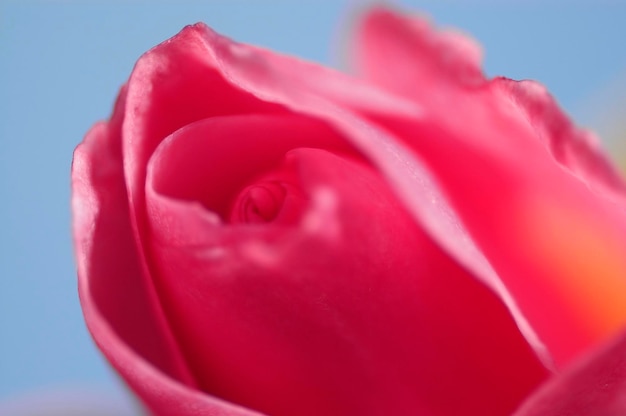 fleur de rose espèce de rose