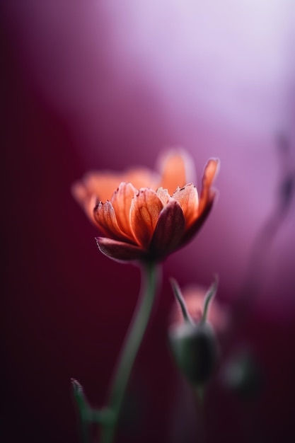 Une fleur rose est en arrière-plan