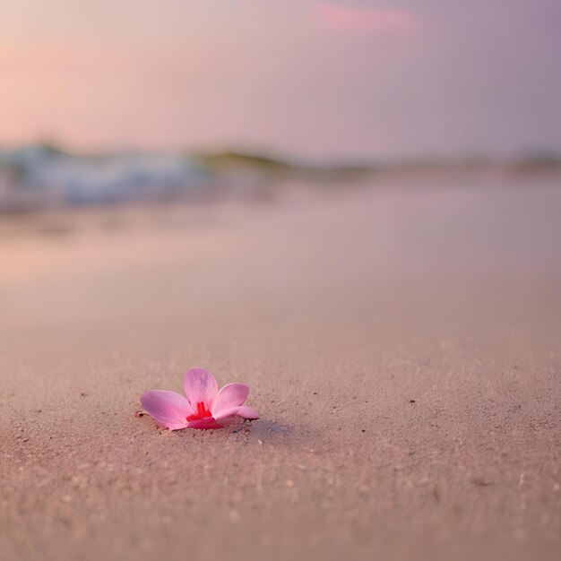 une fleur rose est posée sur le sable de la plage