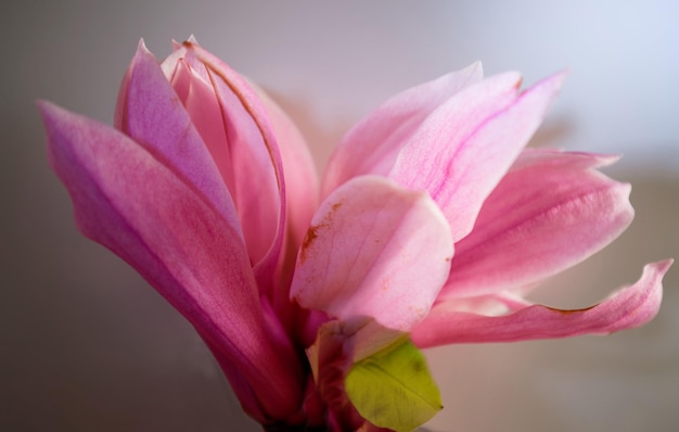 Une fleur rose avec une feuille verte dessus