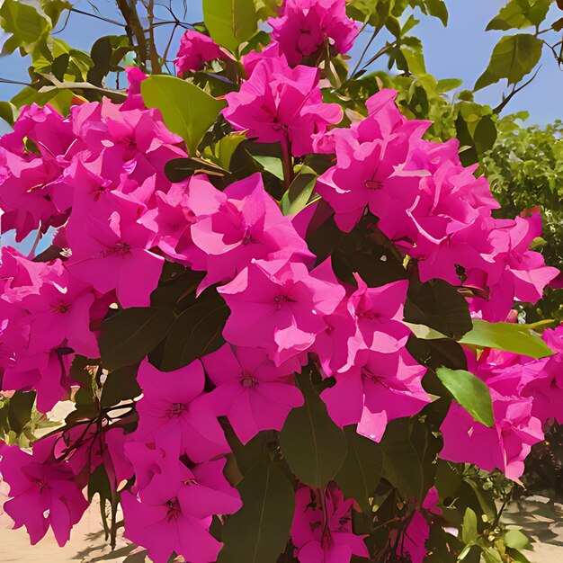 une fleur rose avec des feuilles vertes et un ciel bleu en arrière-plan