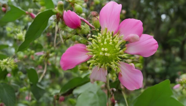 une fleur rose avec des feuilles vertes et des pétales roses