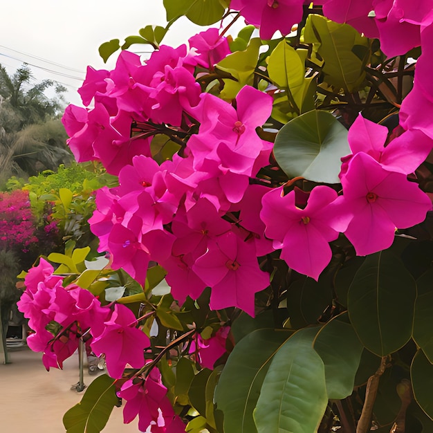 une fleur rose fleurit sur un arbre