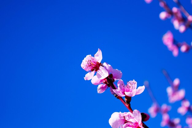 une fleur rose fleurit sur une branche avec un fond de ciel bleu