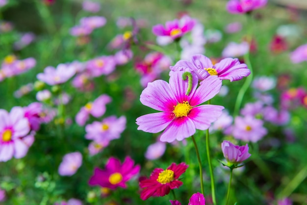 Fleur rose en fleurs dans le jardin, champ Cosmos en Thaïlande