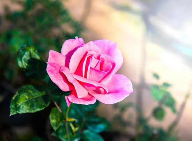 fleur rose en fleurs dans le jardin