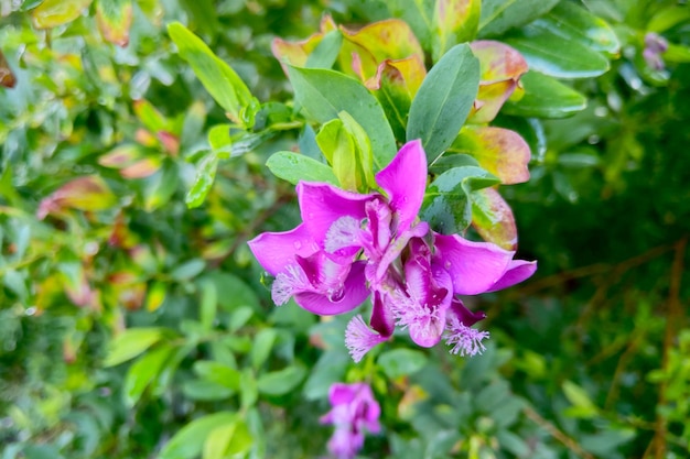 Une fleur rose en fleurs dans le parc par une journée d'été ensoleillée