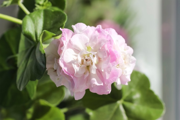 Fleur rose, fleurs de maison de pélargonium "viva Carolina".