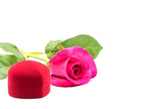 fleur rose en fleurs pour l'amour Saint Valentin, isolé sur fond blanc