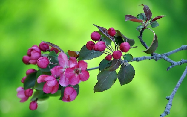 une fleur rose avec des fleurs violettes au milieu