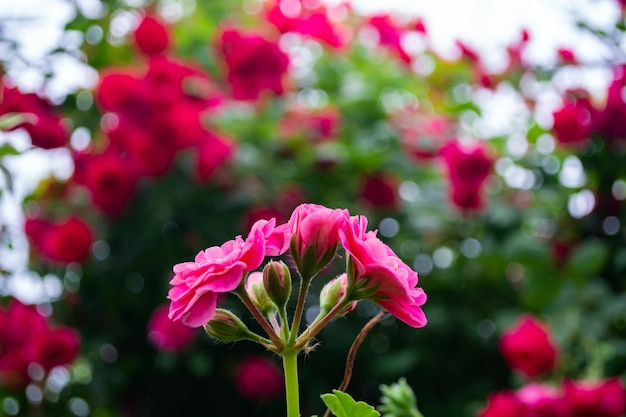 fleur rose sur fond de buisson