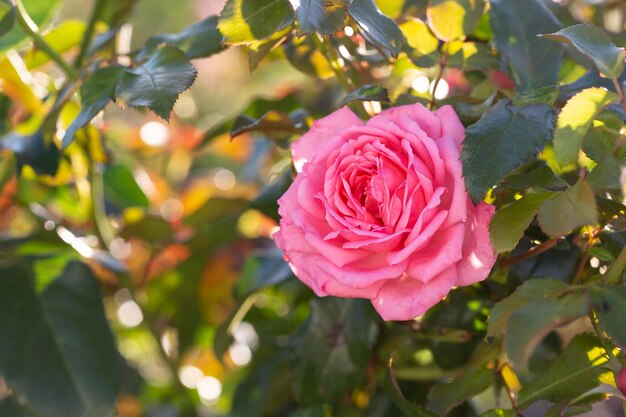 Fleur rose sur fond de fleurs roses roses floues dans le jardin de roses Nature
