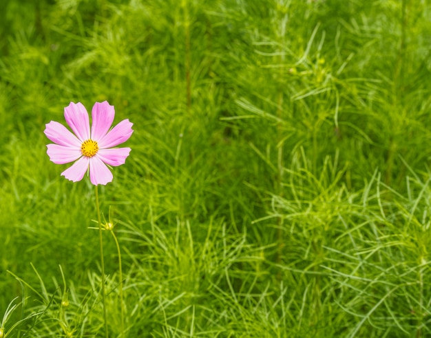 fleur rose sur le fond de la nature