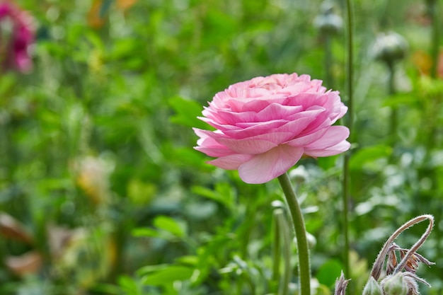 Fleur rose avec fond de végétation floue