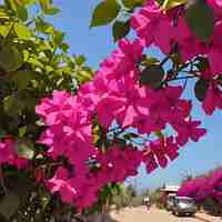 Photo une fleur rose avec un fond vert et une voiture garée sur le côté de la route