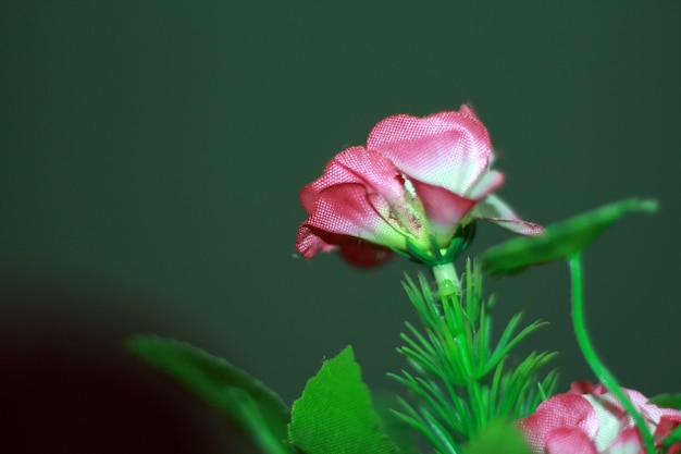 Une fleur rose sur fond vert