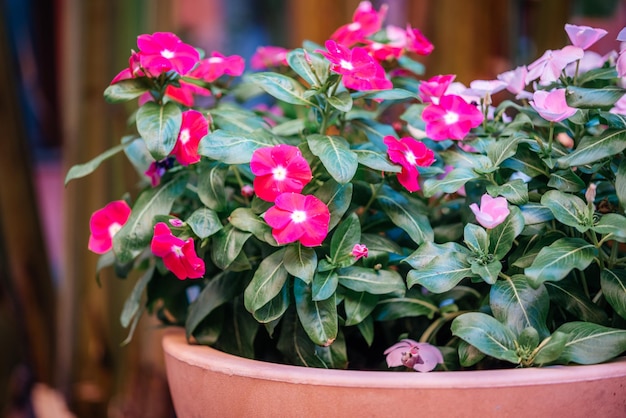 Photo fleur rose fuchsia de quatre heures ou mirabilis jalapa dans le pot de jardin