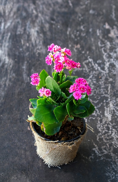 Fleur rose Gloxinia