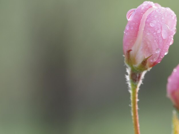 Une fleur rose avec des gouttelettes d'eau dessus