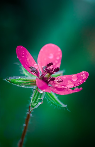 Une fleur rose avec des gouttelettes d'eau