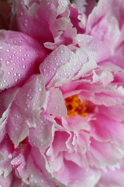 une fleur rose avec des gouttes d'eau dessus