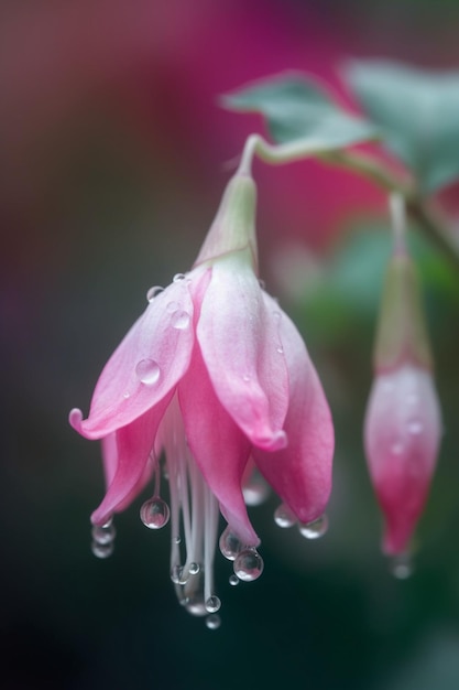 Une fleur rose avec des gouttes de pluie dessus