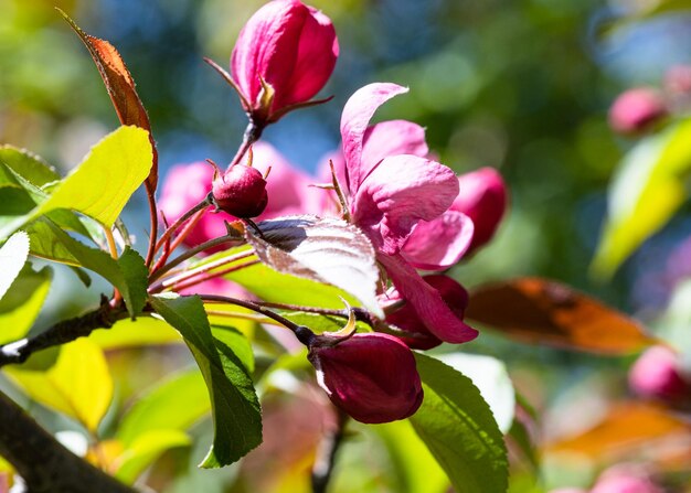 Fleur rose de gros plan d'arbre au printemps