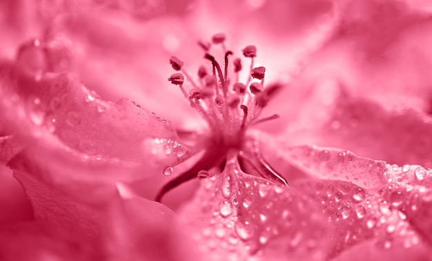 Fleur rose avec gros plan d'étamines dans les tendances de couleur viva magenta en gouttes d'eau abstrait