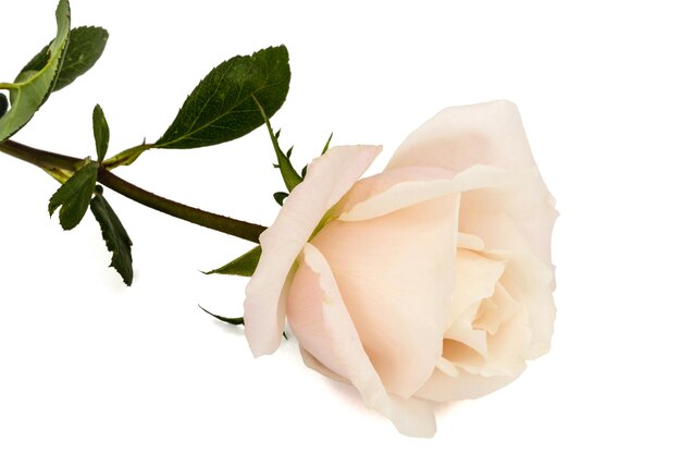 Fleur de rose gros plan isolé sur fond blanc