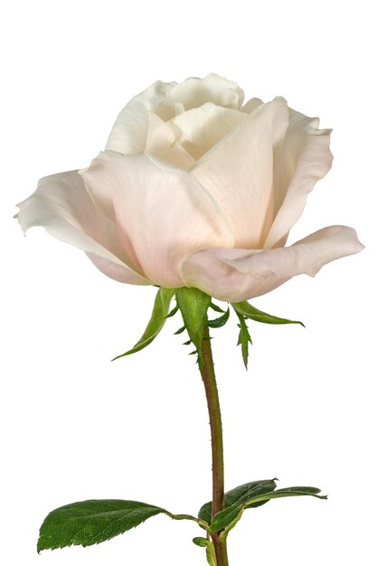Fleur de rose gros plan isolé sur fond blanc