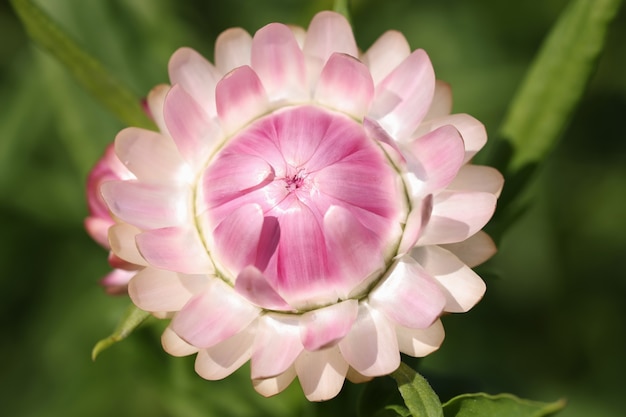 Fleur rose helichrizum pour les bouquets secs poussant dans la floristique de fond de plan rapproché de jardin