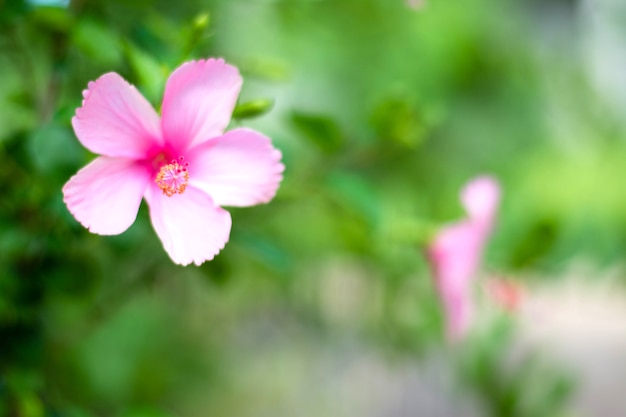 fleur rose d&#39;hibiscus sur la branche, gros plan