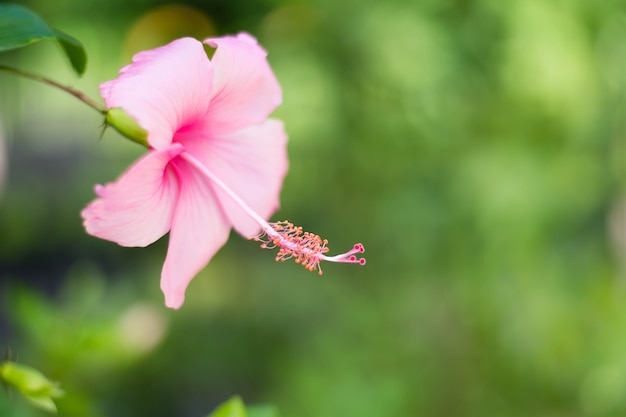 fleur rose d&#39;hibiscus sur la branche, gros plan