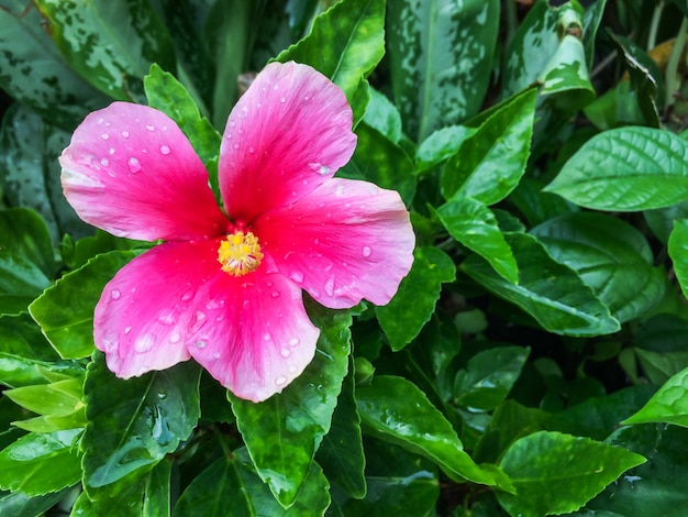 La fleur rose d&#39;hibiscus est la fleur sur le fond de couleur de feuille verte.