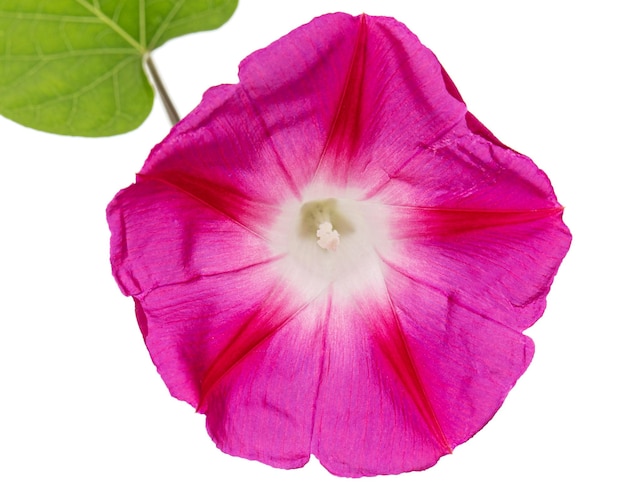 Fleur rose d'ipomoea Japanese morning glory convolvulus isolé sur fond blanc