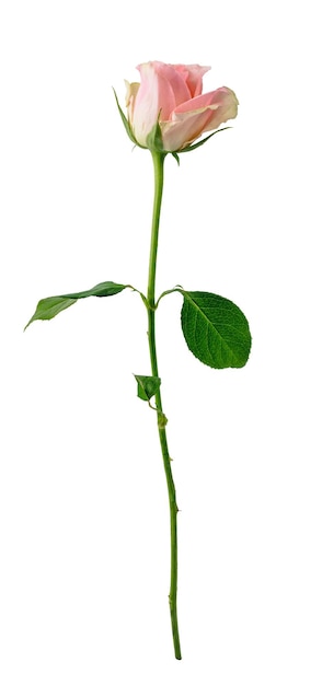 Fleur de rose isolée sur fond blanc