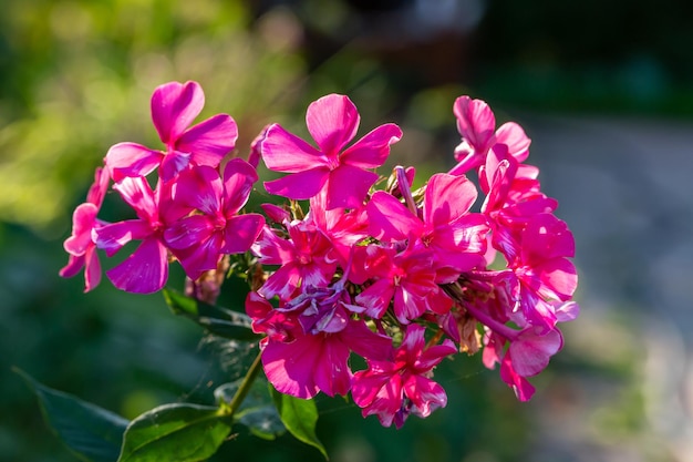 Photo fleur rose jardin phlox macro photographie sur une journée ensoleillée d'été