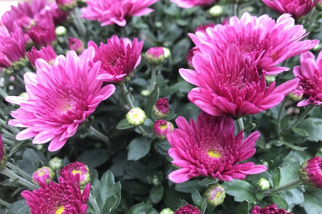 fleur rose sur le jardin